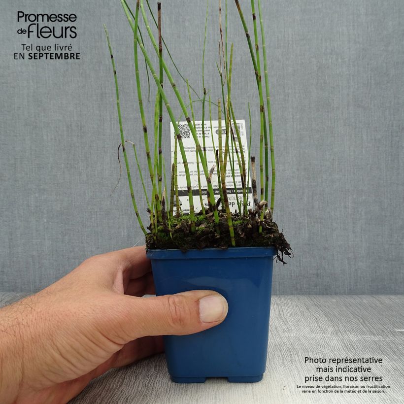 Spécimen de Prêle des rivières - Equisetum fluviatile Godet de 8/9 cm tel que livré en automne