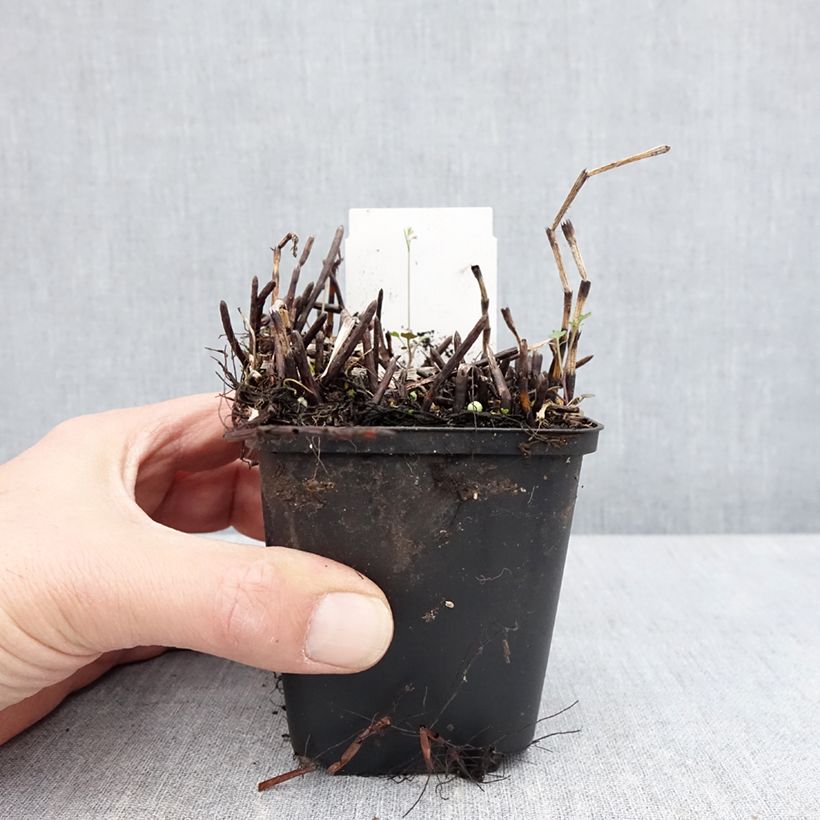 Equisetum fluviatile 8/9 cm pot sample as delivered in spring