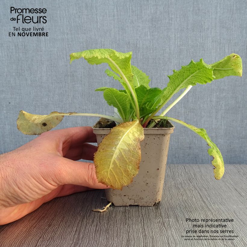 Spécimen de Primevère candélabre - Primula pulverulenta Godet de 8/9 cm tel que livré en automne