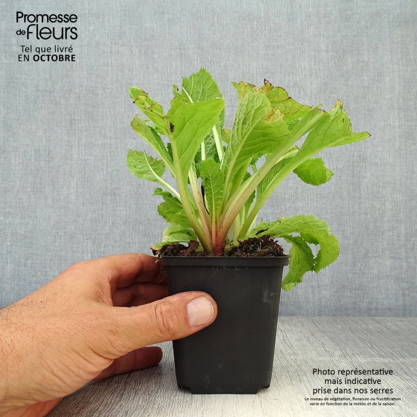 Spécimen de Primevère du Japon Apple Blossom - Primula japonica  Godet de 8/9 cm tel que livré en automne