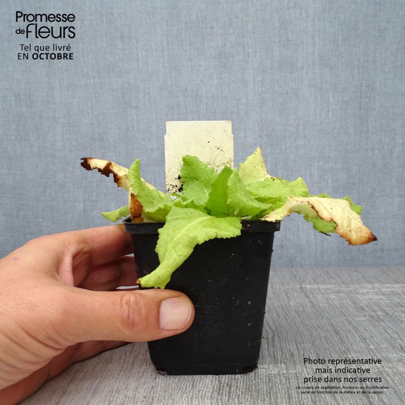 Spécimen de Primevère du Japon Millers Crimson - Primula japonica Godet de 8/9 cm tel que livré en automne