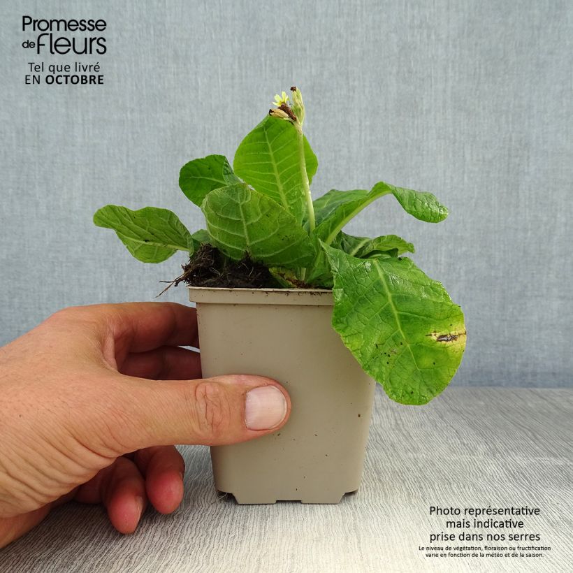Spécimen de Primevère élevée - Primula elatior Godet de 8/9 cm tel que livré en automne