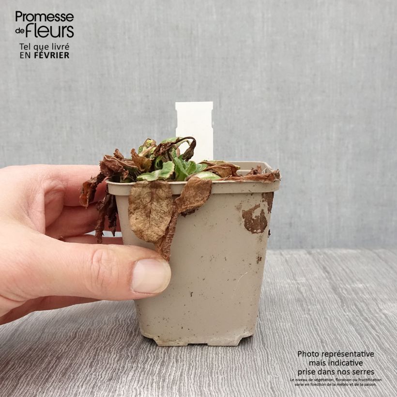 Spécimen de Primevère Elizabeth Killelay Godet de 8/9 cm tel que livré en hiver