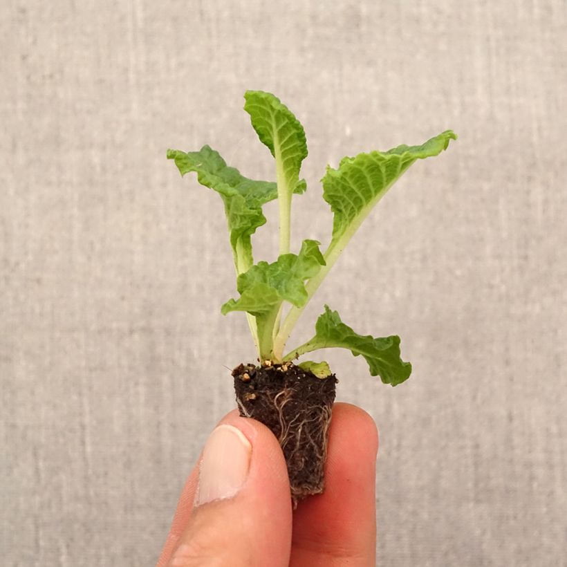 Spécimen de Primevère Frilly White - Primula acaulis Mini-motte Ø 1,5/2,5 cm tel que livré en automne