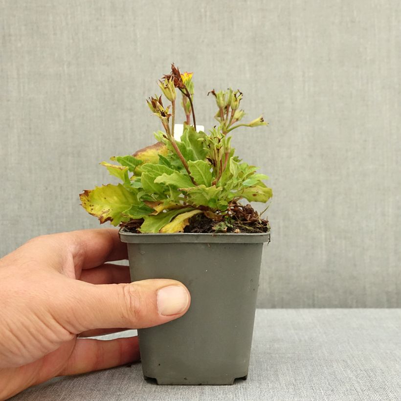 Spécimen de Primevère hybride Oak Leaf Yellow Picotee Godet de 8/9 cm tel que livré en été