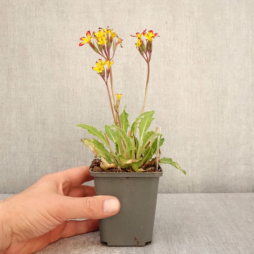 Spécimen de Primevère hybride Oak Leaf Yellow Picotee Godet de 8/9 cm tel que livré au printemps