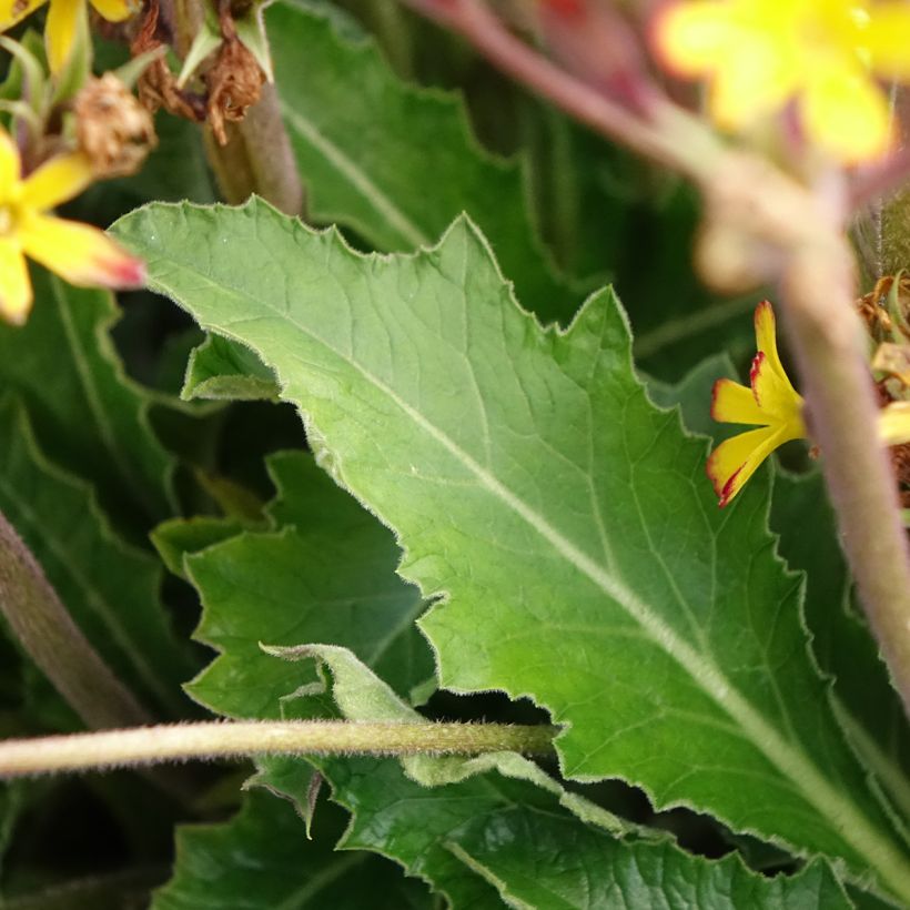 Primevère hybride Oak Leaf Yellow Picotee (Feuillage)