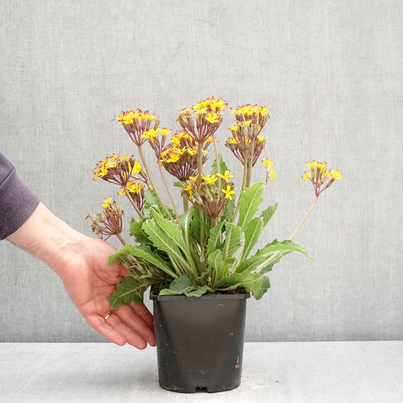 Spécimen de Primevère hybride Oak Leaf Yellow Picotee Pot de 2L/3L tel que livré au printemps
