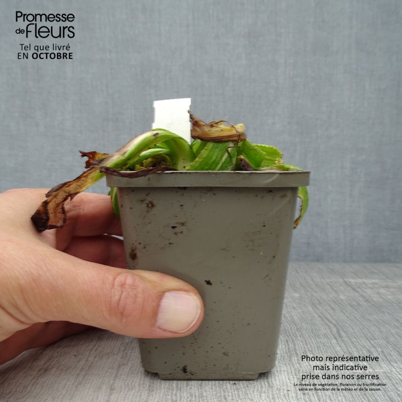 Spécimen de Primevère - Primula denticulata Alba Godet de 8/9 cm tel que livré en automne