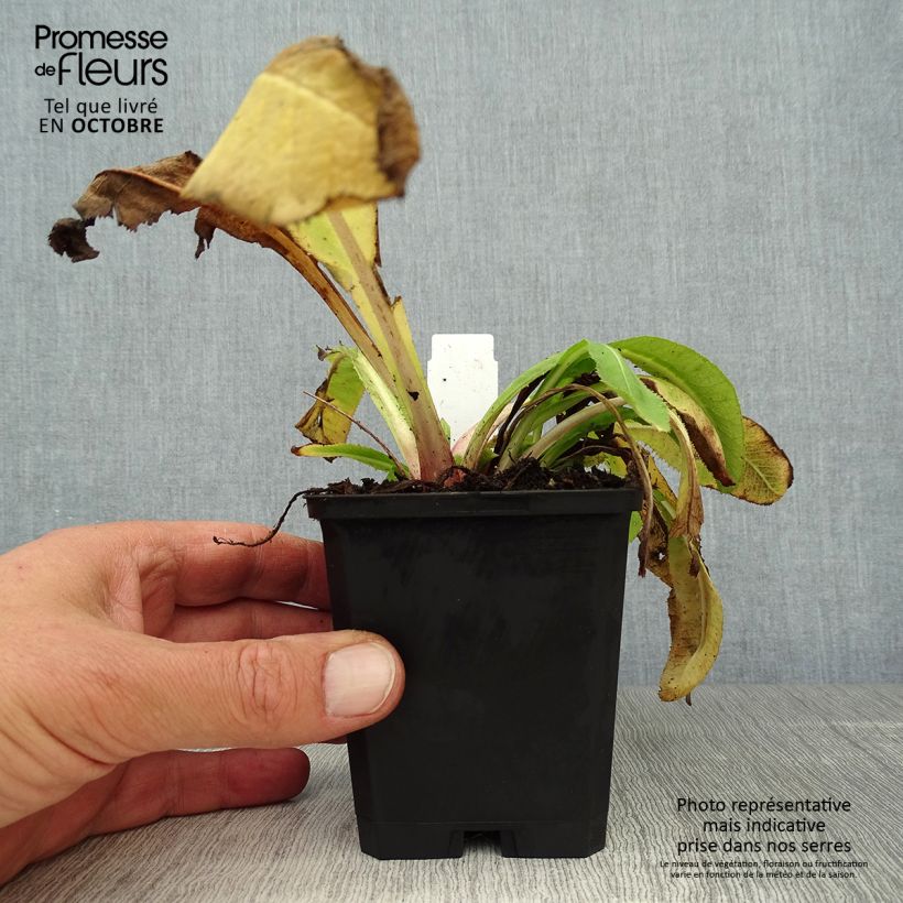 Spécimen de Primevère - Primula denticulata Cashmiriana Godet de 8/9 cm tel que livré en automne