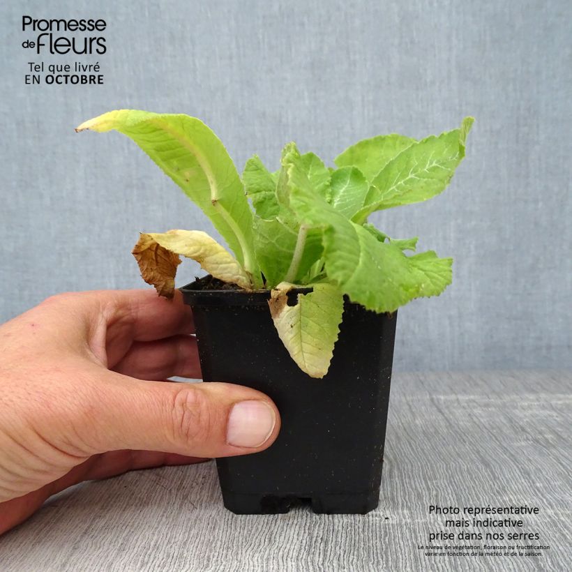 Spécimen de Primevère - Primula denticulata Rubin Godet de 8/9 cm tel que livré en automne