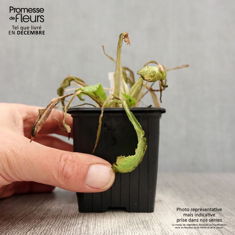 Spécimen de Primevère - Primula japonica Godet de 8/9 cm tel que livré en hiver