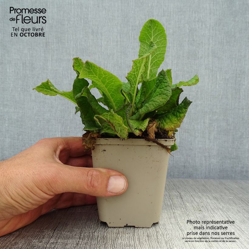 Spécimen de Primevère - Primula vulgaris Strong Beer Godet de 8/9 cm tel que livré en automne