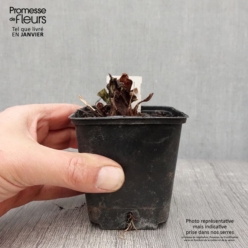 Exemplar von Primula denticulata Prom Lilac - Kugelprimel Kleine Töpfe von 8/9 cm wie im Winter geliefert