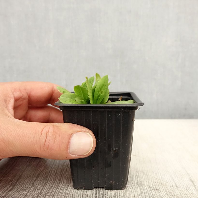 Primula denticulata Prom Lilac Vasetto da 8/9 cm esemplare consegnato in primavera