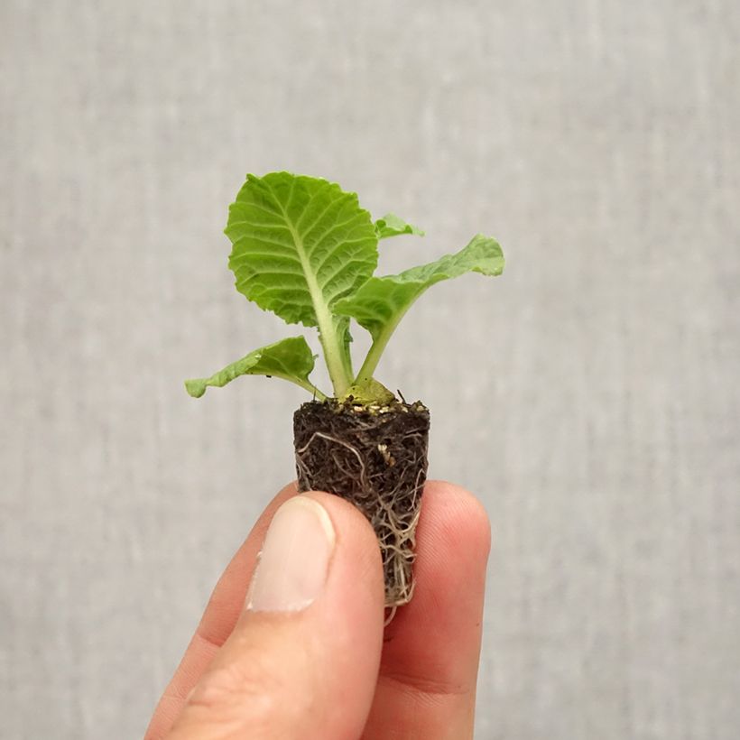 Spécimen de Primevère Rambo F1 Purple Flame - Primula acaulis Mini-motte Ø 1,5/2,5 cm tel que livré en automne