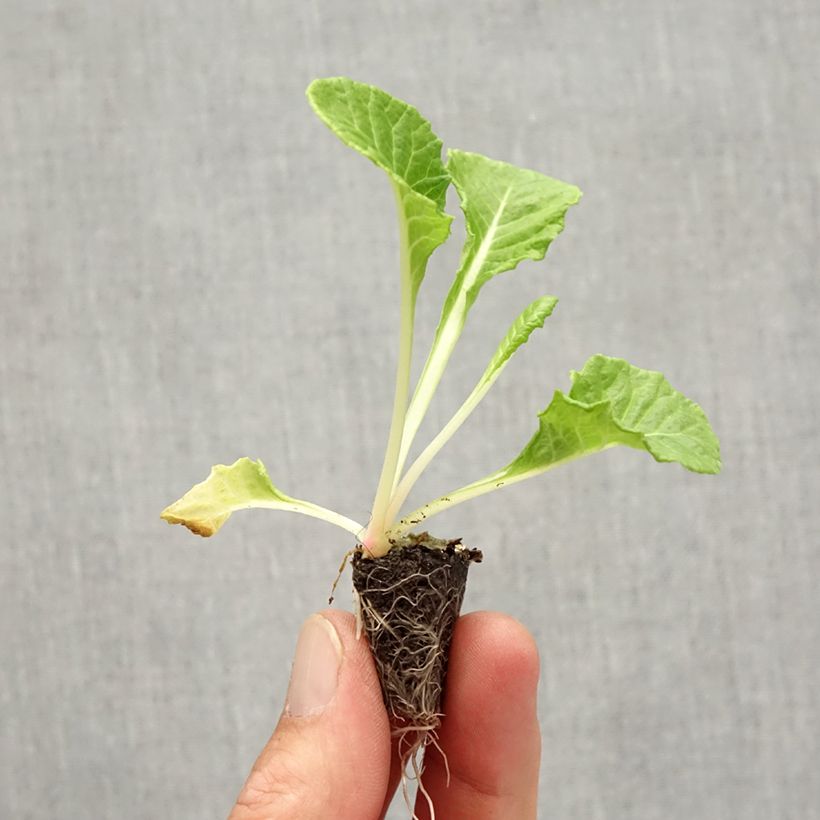 Spécimen de Primevère Rosebud F1 light yellow - Primula acaulis Mini-motte Ø 1,5/2,5 cm tel que livré en automne