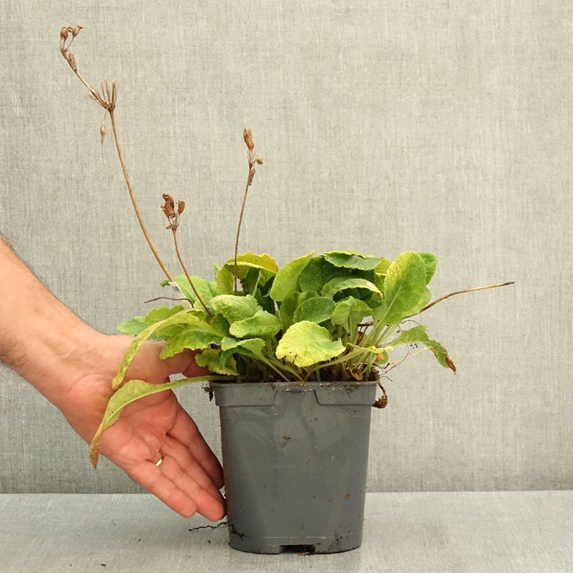 Spécimen de Primevère vulgaris Pot de 2L/3L tel que livré en été