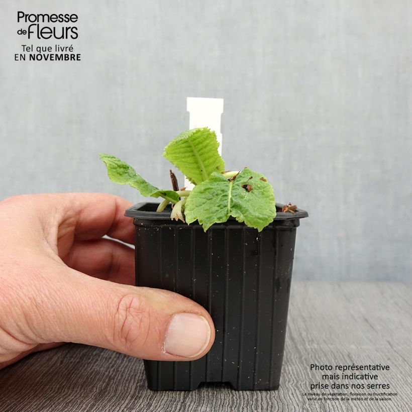 Spécimen de Primula beesiana - Primevère candélabre Godet de 8/9 cm tel que livré en automne
