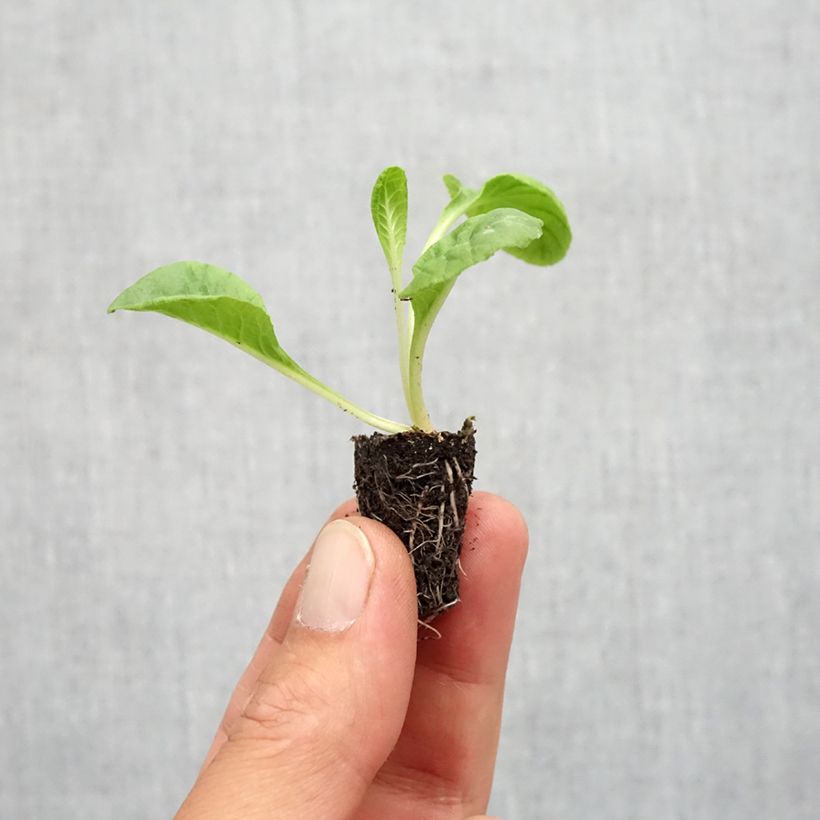 Esemplare di Primula Everlast F1 Mini zolla Ø 1,5/2,5 cm come consegnato in autunno