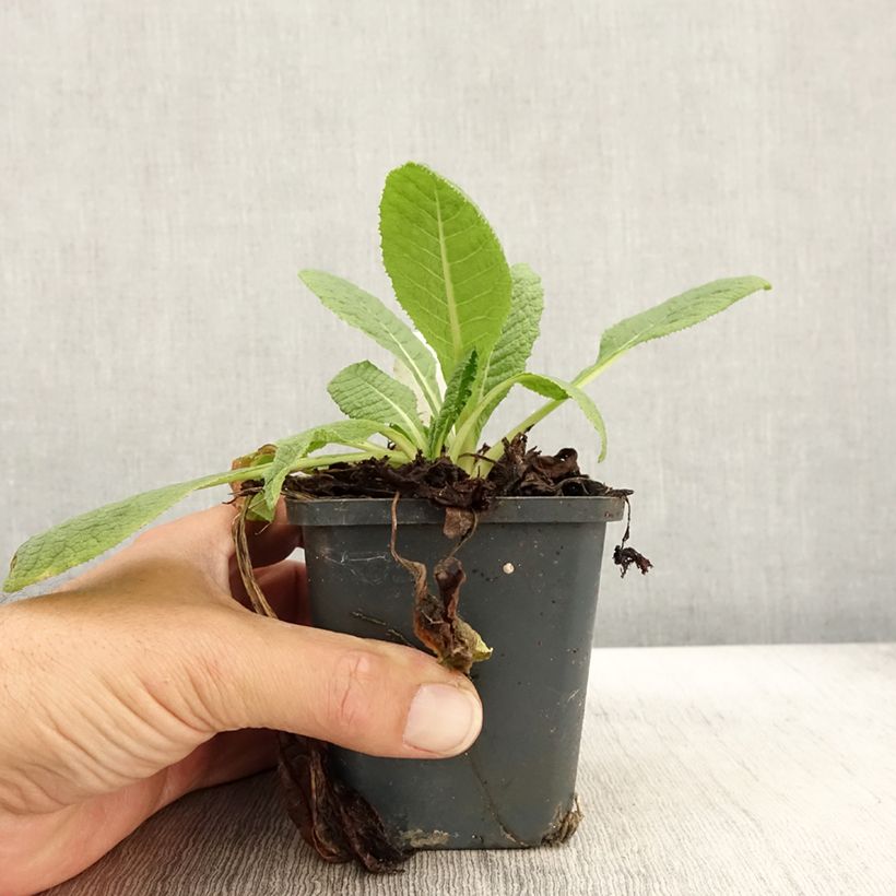 Spécimen de Primula florindae - Primevère du Tibet Godet de 8/9 cm tel que livré en automne