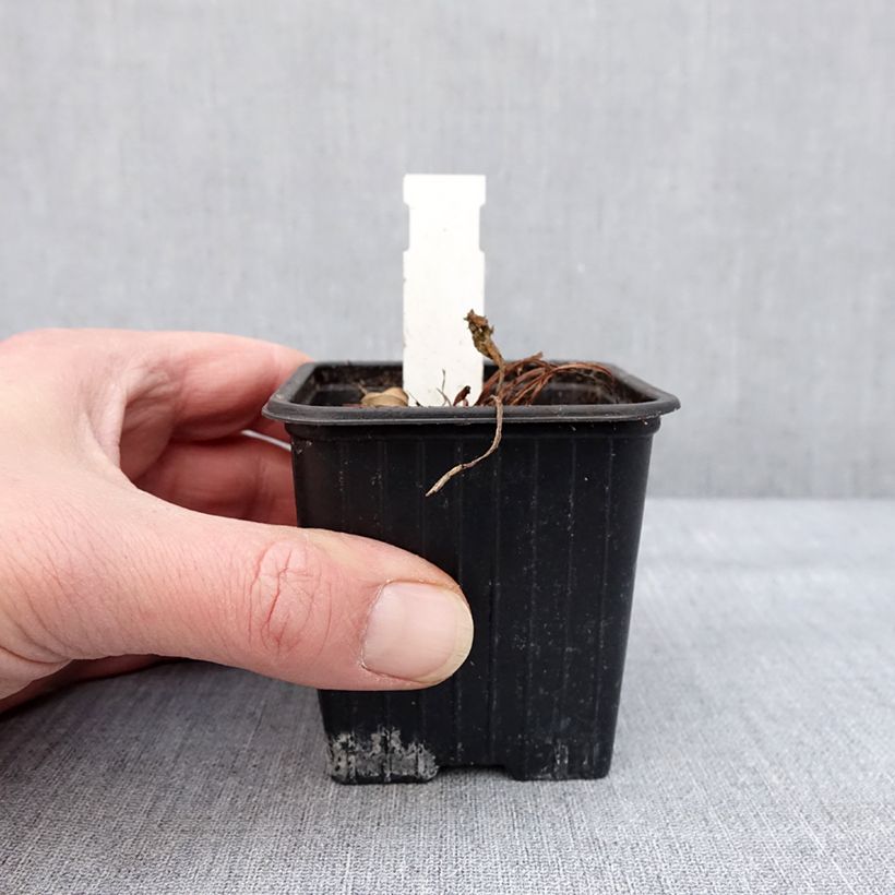 Spécimen de Primula florindae - Primevère du Tibet Godet de 8/9 cm tel que livré en hiver