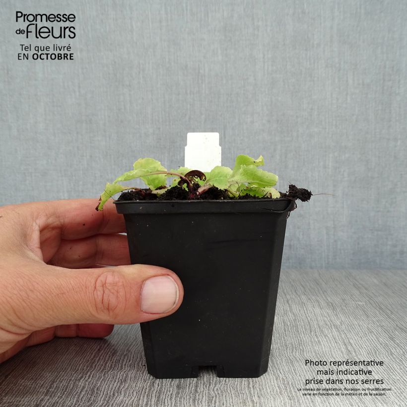 Spécimen de Primula juliae Wanda - Primevère vivace tapissante Godet de 8/9 cm tel que livré en automne