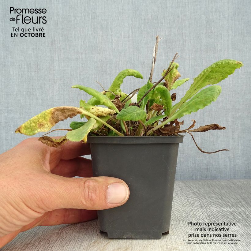 Spécimen de Primula veris - Primevère officinale, Coucou Godet de 8/9 cm tel que livré en automne