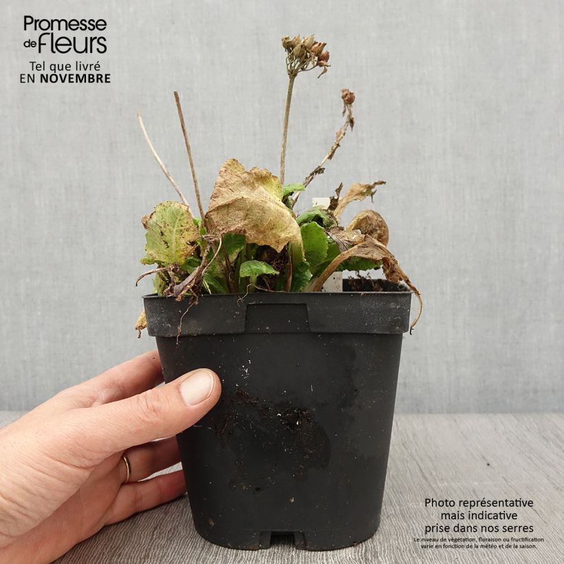 Spécimen de Primula veris - Primevère officinale, Coucou Pot de 2L/3L tel que livré en automne