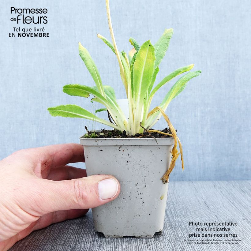 Spécimen de Primula vialii Alison Holland - Primevère Godet de 8/9 cm tel que livré en automne
