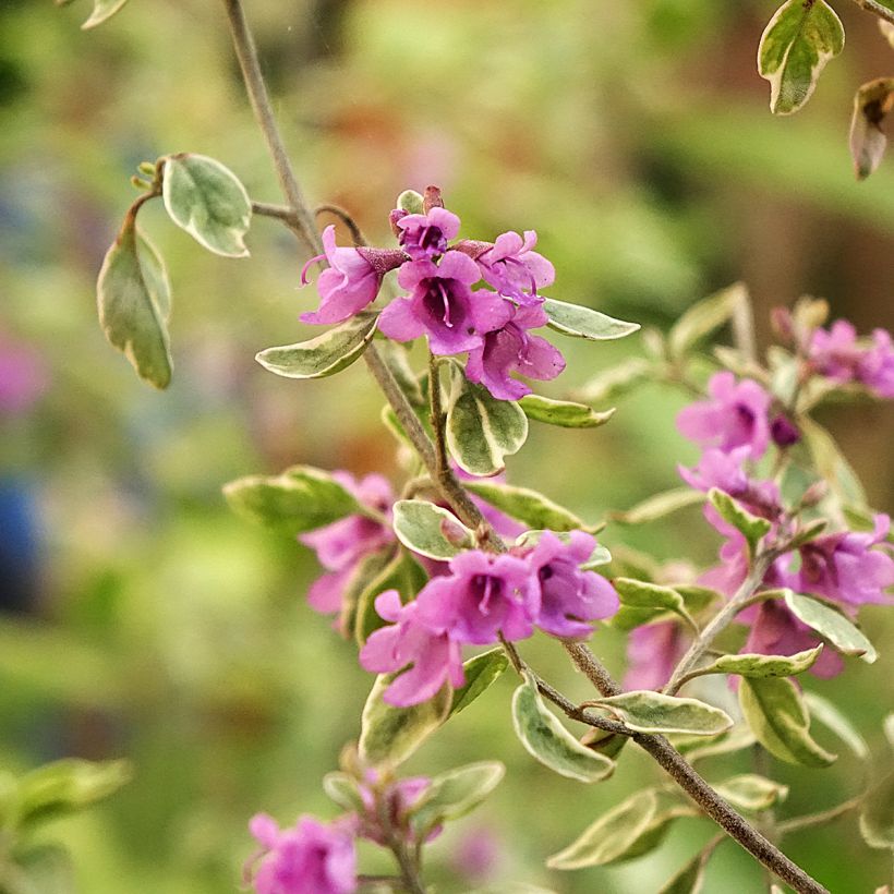 Prostanthera ovalifolia Variegata - Menthe australienne panachée. (Floraison)