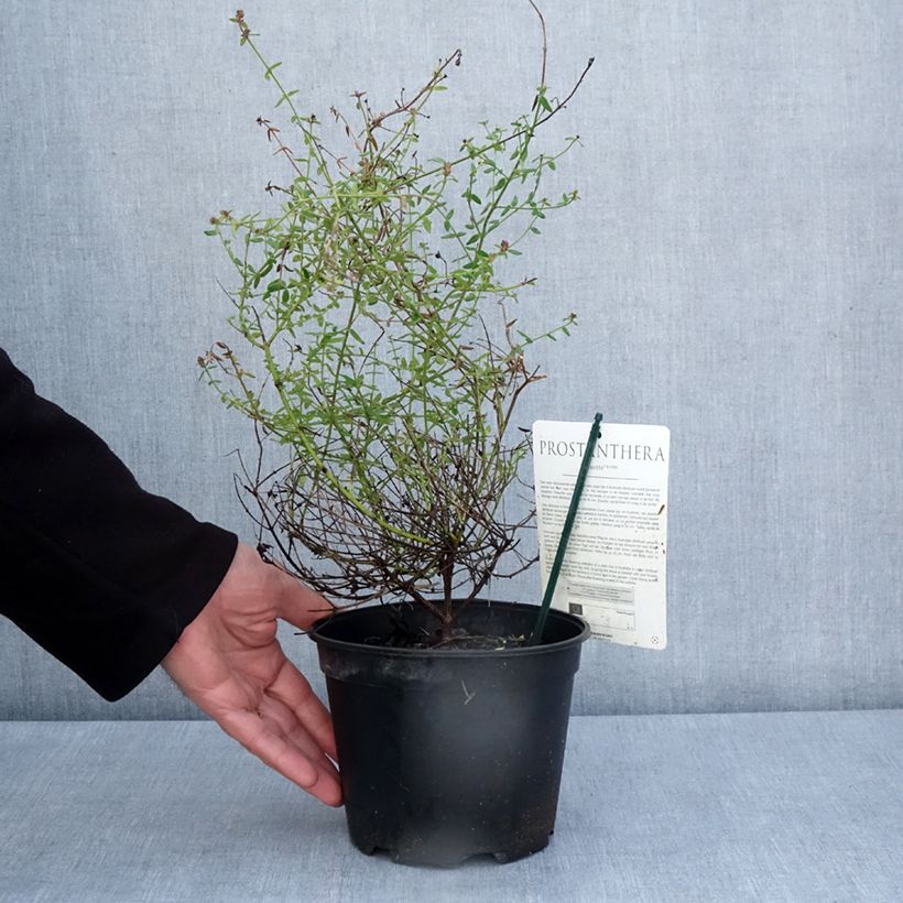 Prostanthera rotundifolia Rosetta Vaso da 2L/3L esemplare consegnato in primavera