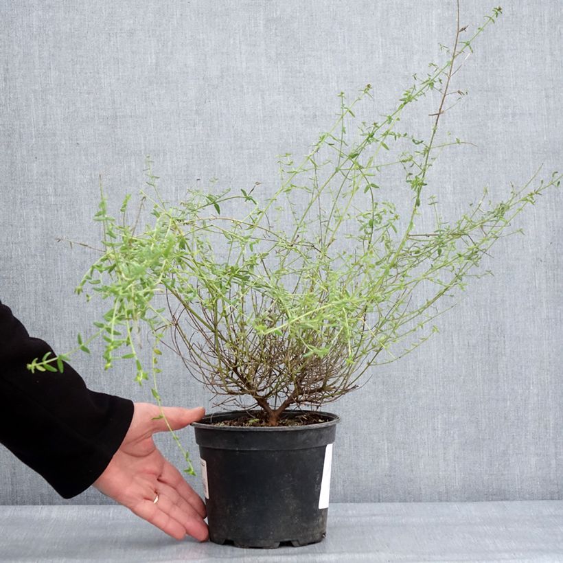 Spécimen de Prostanthera Rosetta - Menthe australienne Pot de 2L/3L tel que livré en hiver