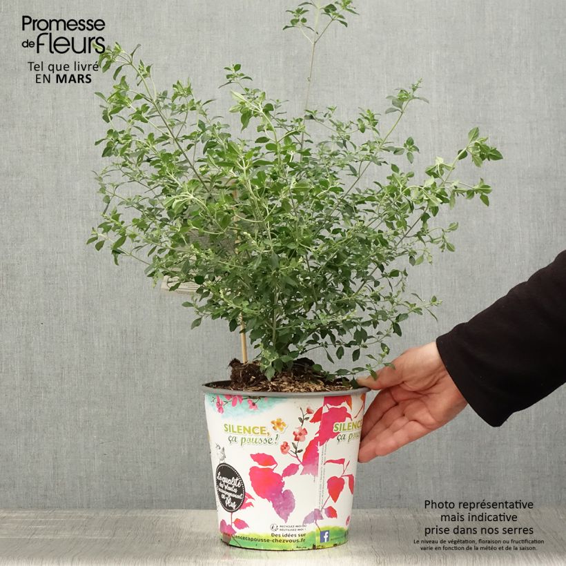 Spécimen de Prostanthera rotundifolia - Menthe Australienne Pot de 4L/5L tel que livré au printemps