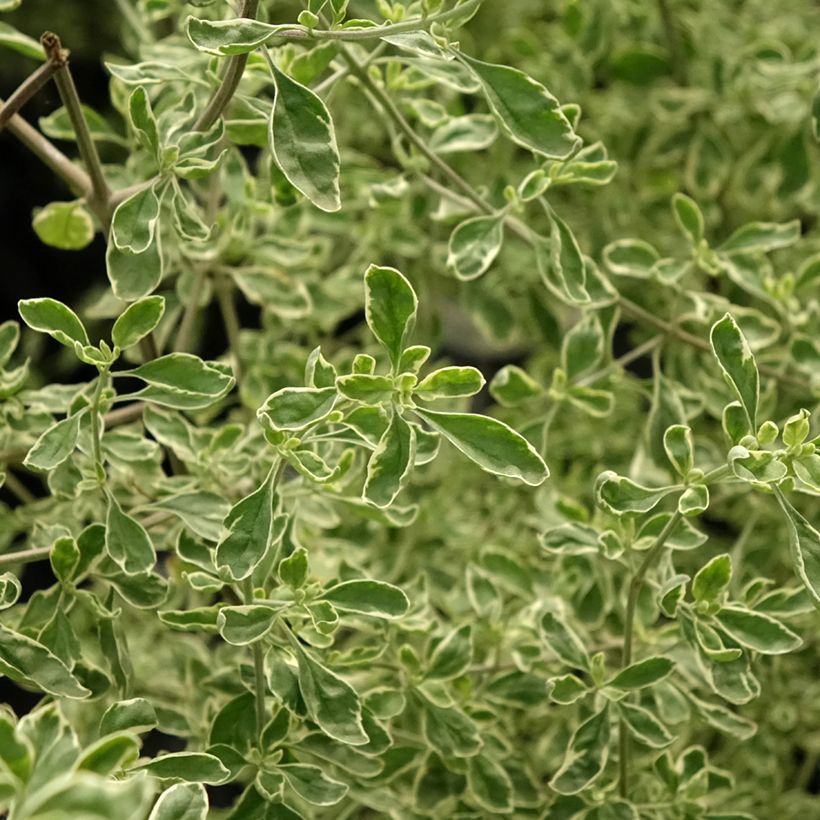 Prostanthera rotundifolia Variegata - Menthe Australienne (Feuillage)