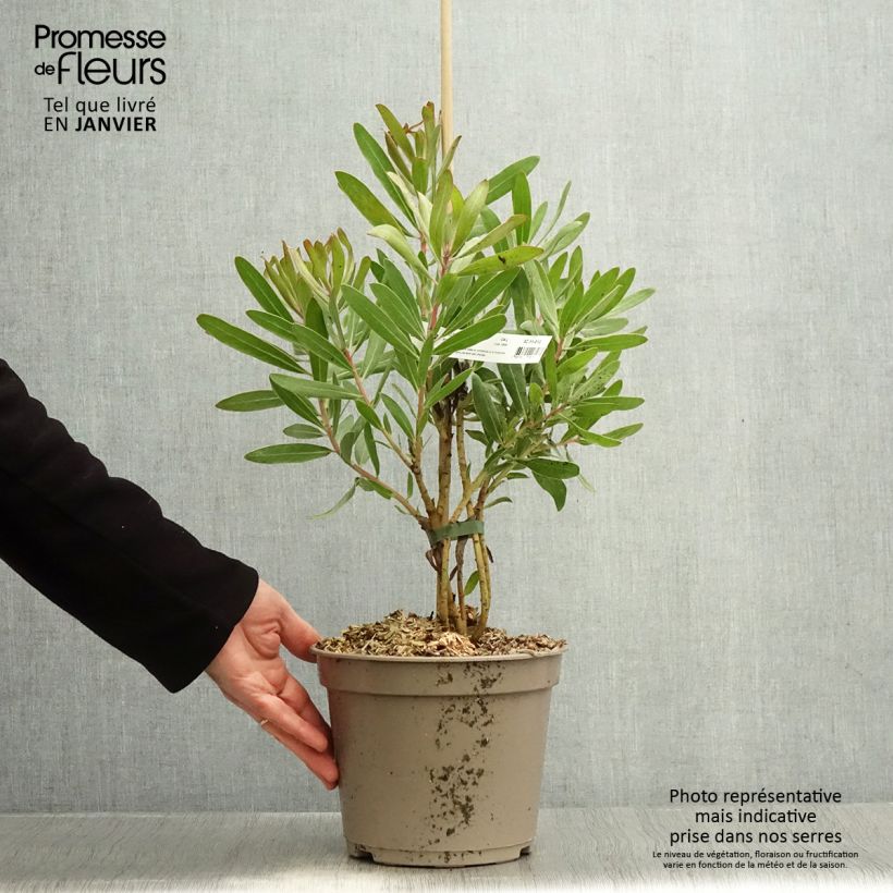 Spécimen de Protea Pink Ice - Protée hybride Pot de 4L/5L tel que livré en hiver