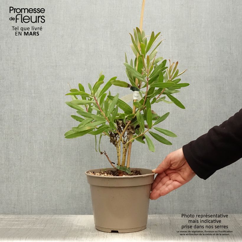 Spécimen de Protea Pink Ice - Protée hybride Pot de 4L/5L tel que livré au printemps