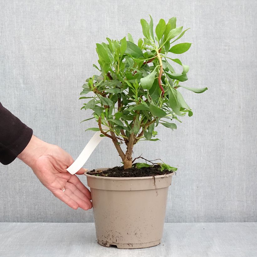 Spécimen de Protée royale - Protea cynaroides Pot de 4L/5L tel que livré en automne