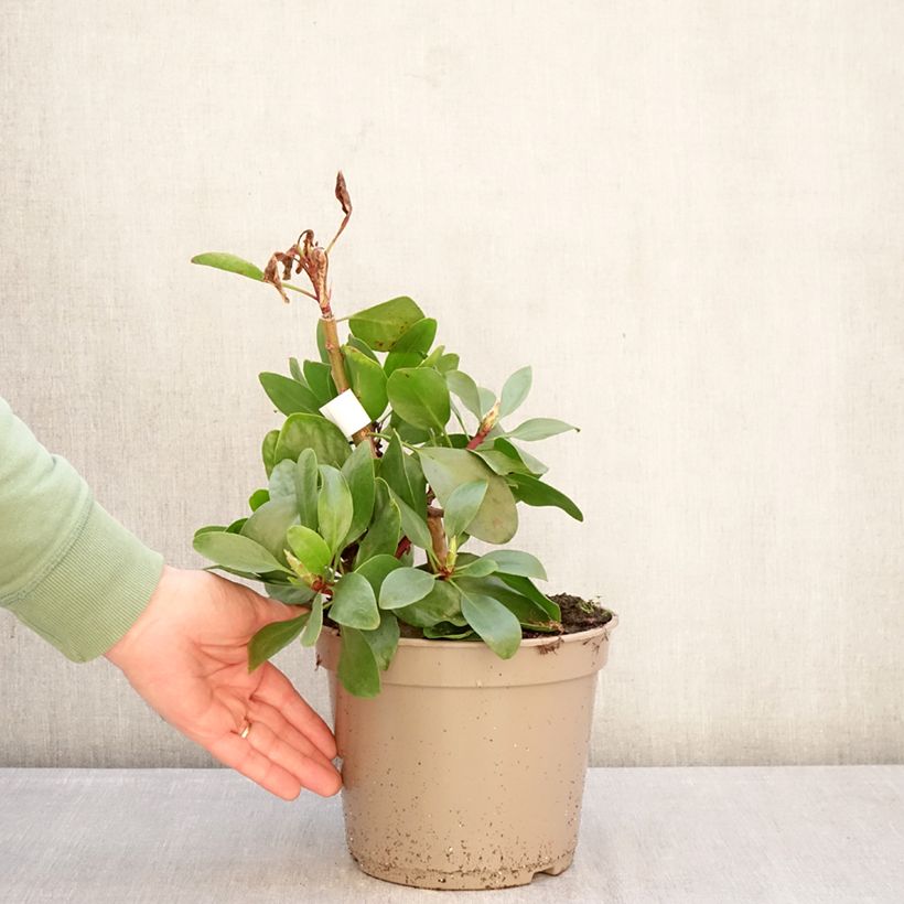 Spécimen de Protée royale - Protea cynaroides Pot de 4L/5L tel que livré en hiver
