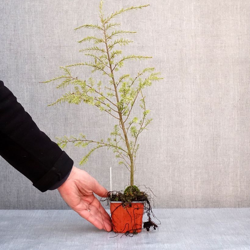 Spécimen de Pruche de l'Ouest - Tsuga heterophylla Godet de 8/9 cm tel que livré en hiver