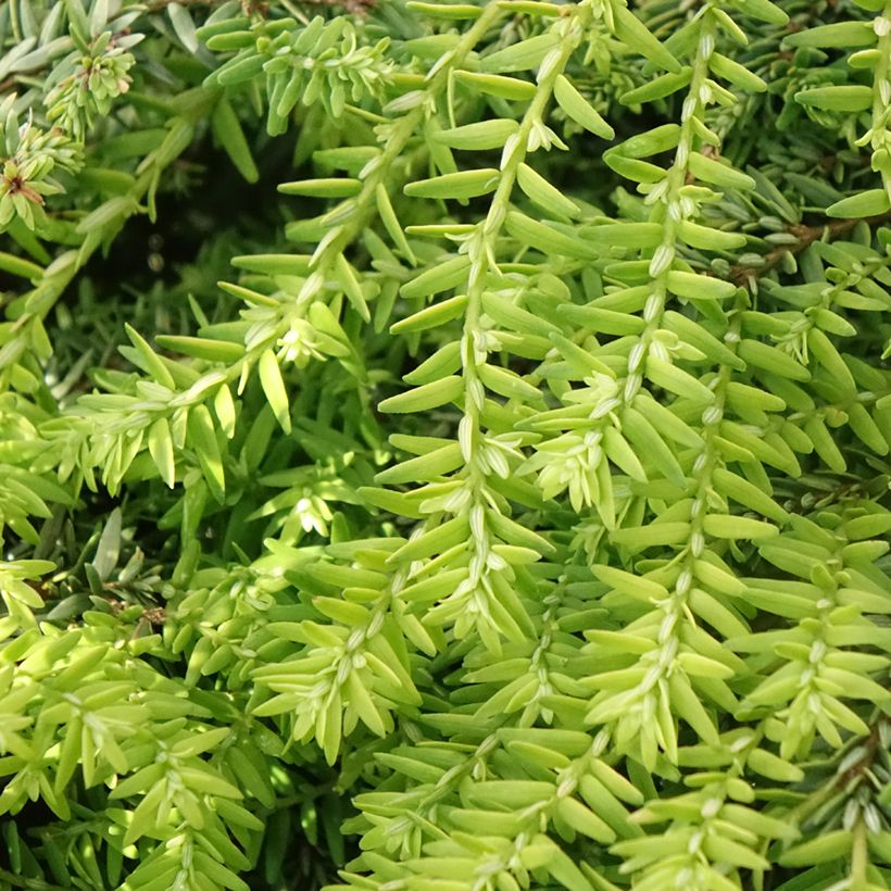 Pruche du Canada - Tsuga canadensis Nana (Feuillage)