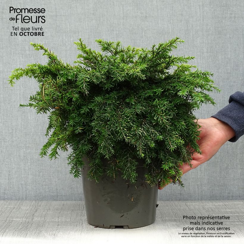 Spécimen de Pruche du Canada - Tsuga canadensis Nana Pot de 3L/4L tel que livré en automne