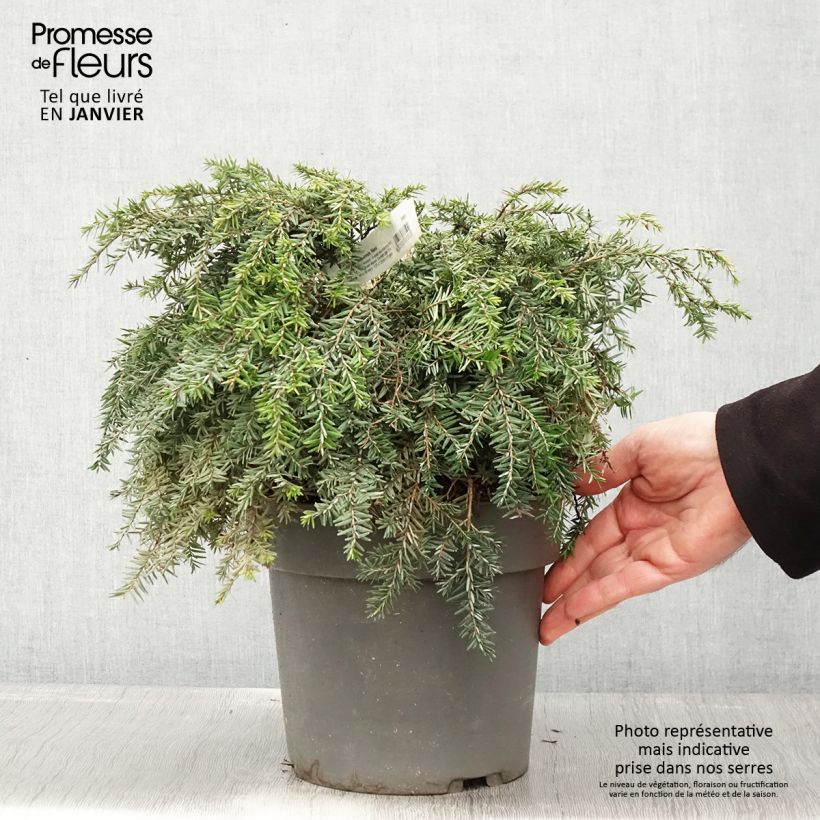 Spécimen de Pruche du Canada - Tsuga canadensis Nana Pot de 3L/4L tel que livré en hiver