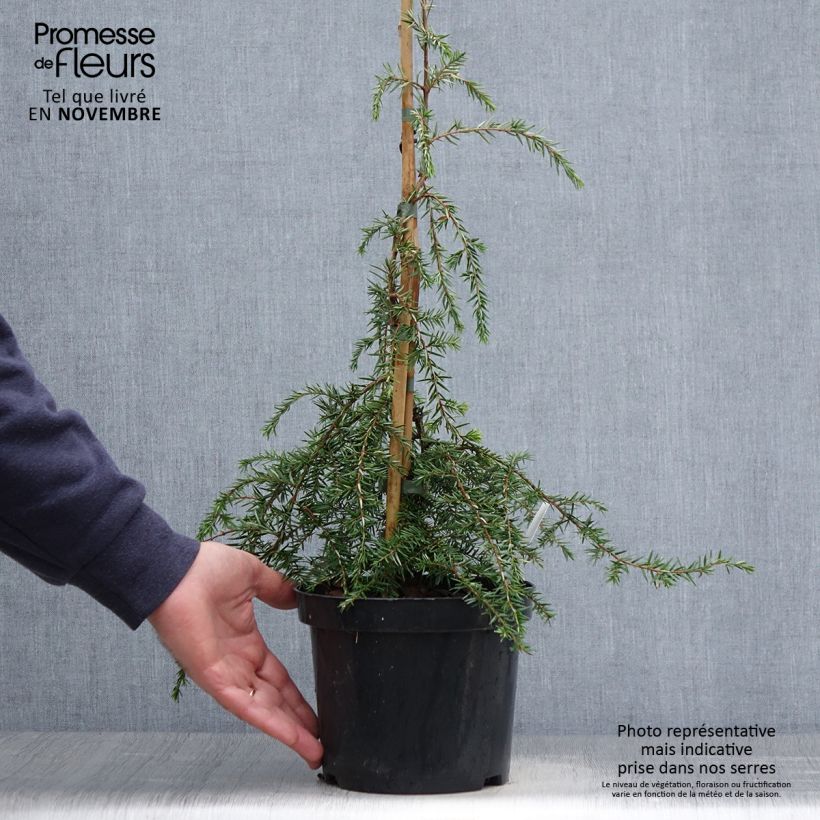 Spécimen de Pruche du Canada - Tsuga canadensis Pendula                        Pot de 2L/3L tel que livré en automne