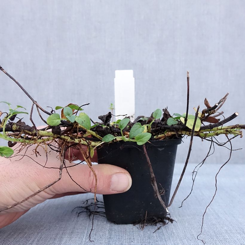 Spécimen de Prunella grandiflora White Loveliness - Brunelle à grandes fleurs blanches. Godet de 8/9 cm tel que livré en hiver