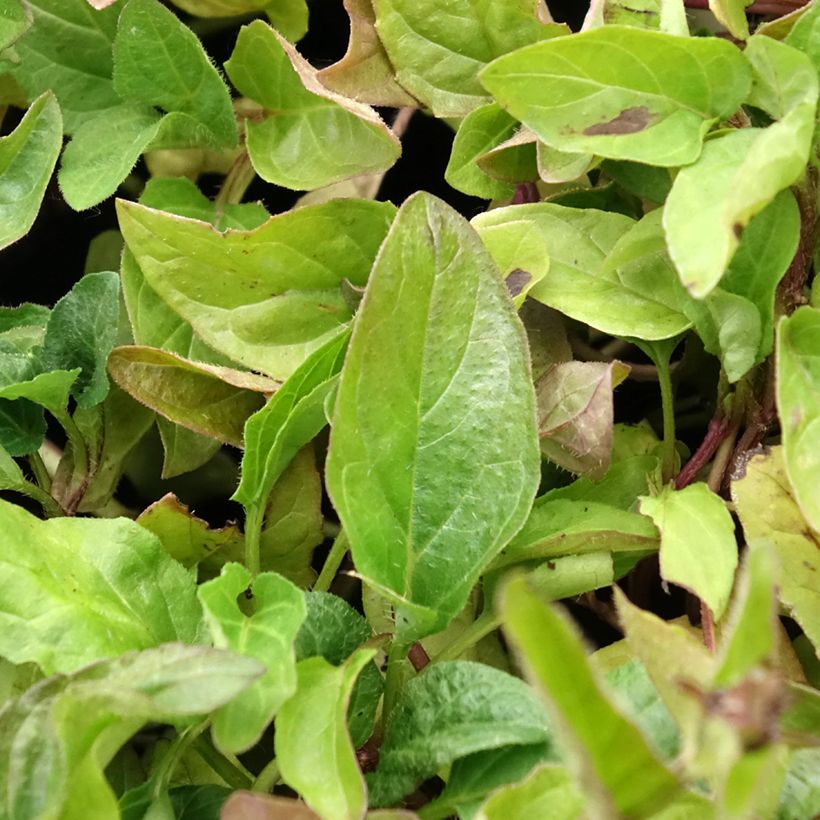 Prunella vulgaris - Brunelle commune (Feuillage)