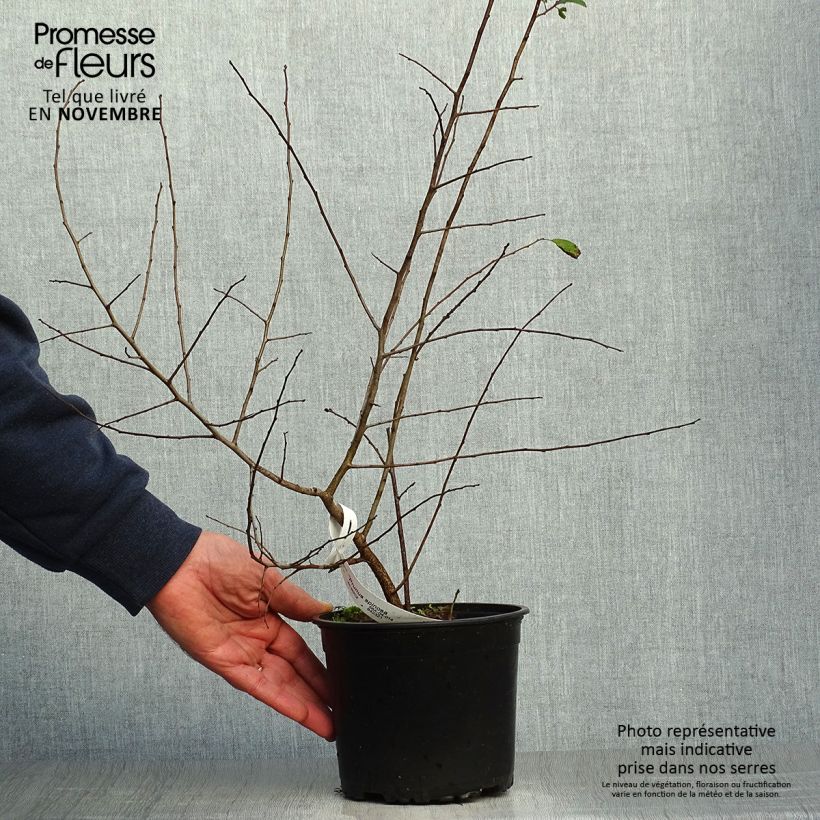 Spécimen de Prunellier - Prunus spinosa Pot de 2L/3L tel que livré en automne