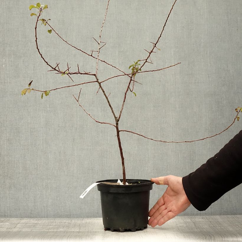 Spécimen de Prunellier - Prunus spinosa Pot de 3L/4L tel que livré en automne