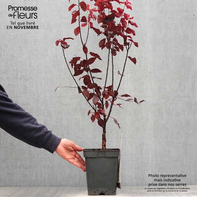 Spécimen de Prunier à fleurs - Prunus cerasifera Nigra Pot de 4L/5L, Tige de 20 cm tel que livré en automne