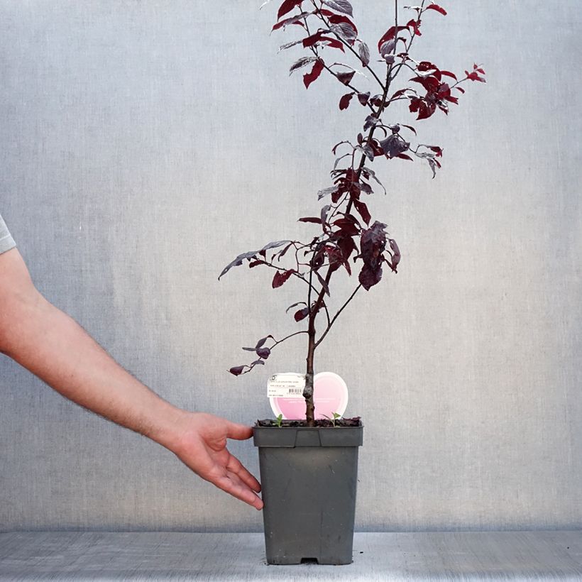 Spécimen de Prunier à fleurs - Prunus cerasifera Nigra Pot de 4L/5L, Tige, Tige de 20 cm tel que livré en été